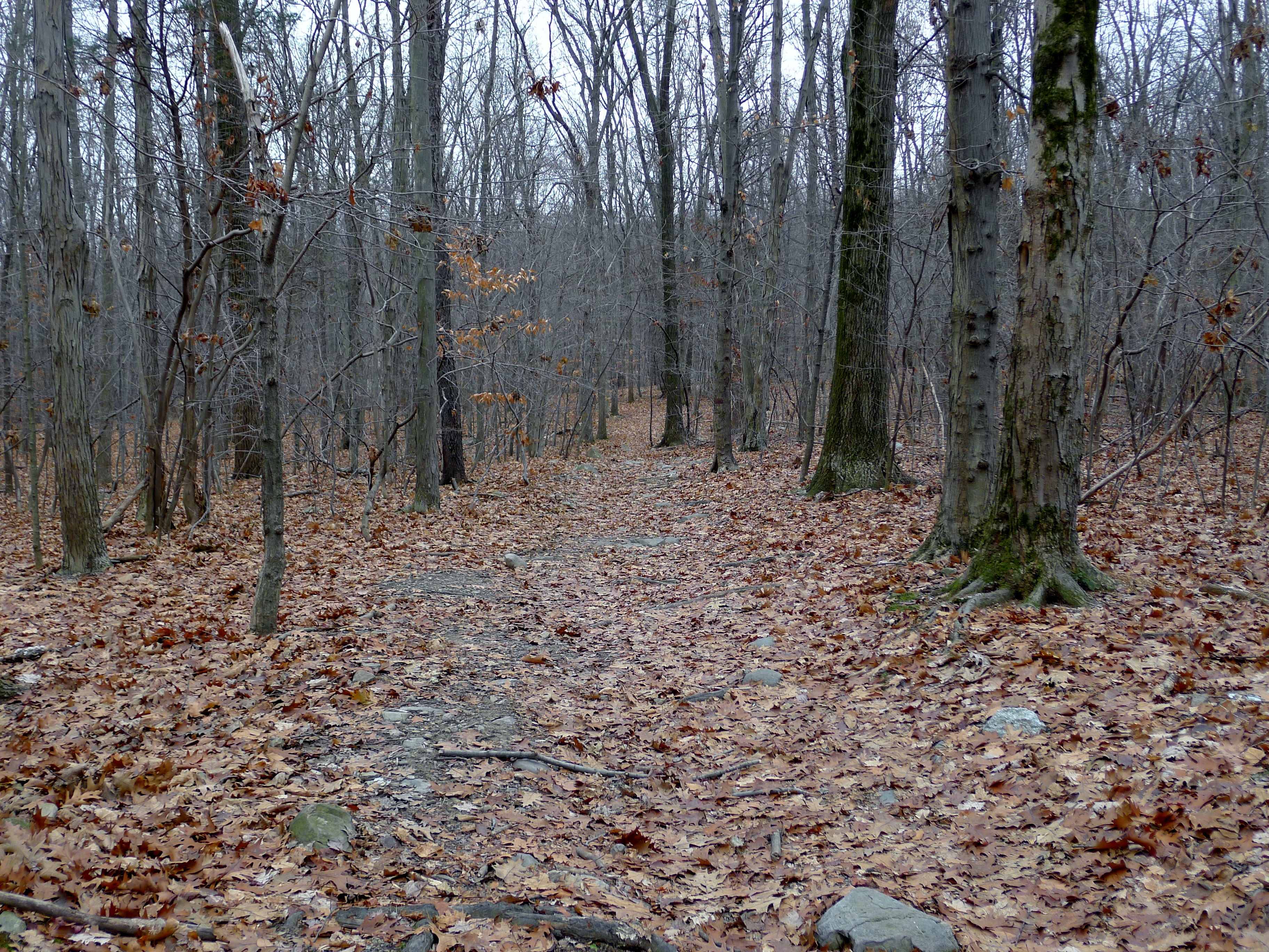 142+ Acres of forested land for sale in Blooming Grove, NY 1.75M